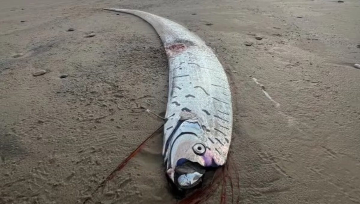 ચમકદાર લાલ પાંખવાળી Oarfish, જેને Doomsday Fish કહે છે – ભૂકંપના સંકેત રૂપે જાણીતી માછલી